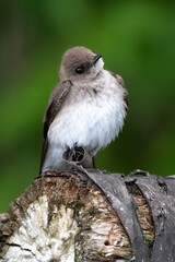Eastern wood pewee