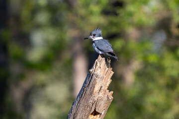 belted kingfisher