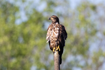 juvenile bald eagle