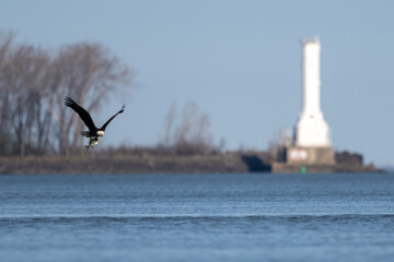 bald eagle with fish flying near lighthouse