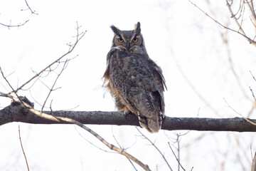 great horned owl