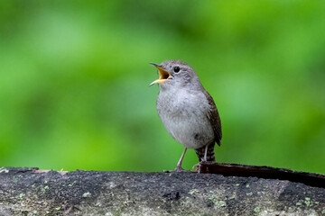small bird on branch