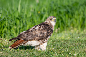 red tailed hawk