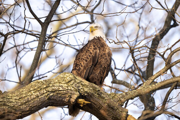 bald eagle
