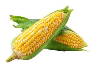 Two fresh ears of corn, bright yellow kernels, wrapped in vibrant green husks,  are positioned close together, against a stark black background