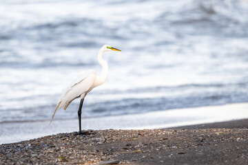 snowy egret on the beach