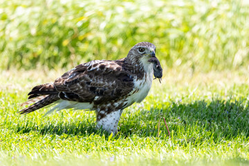 red tailed hawk with field mouse