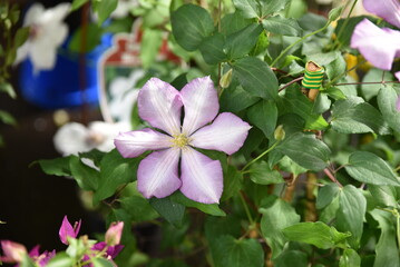Clematis bleue pâle en été au jardin
