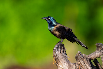 grackle