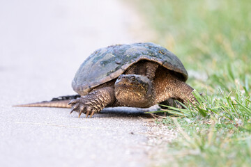 turtle on the grass and road