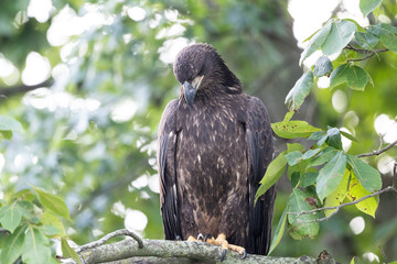 baby bald eagle