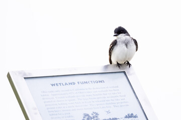 Eastern kingbird