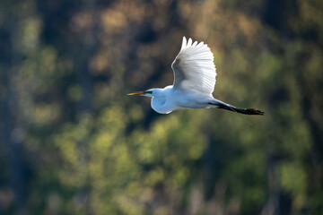 snowy egret in flight