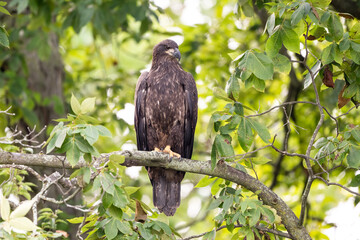 baby bald eagle