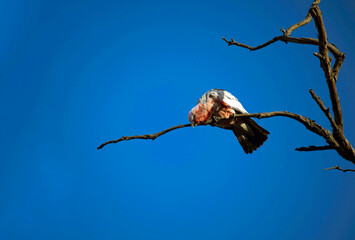 Australian Galah (Eolophus roseicapilla)