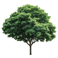 Lush green tree, full and vibrant foliage, isolated on black