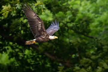american bald eagle