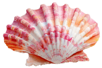 Close-up of a vibrant pink and orange scallop shell, displaying intricate, radiating ridges and mottled coloring