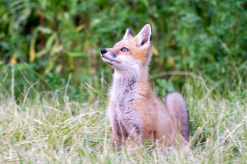 red fox in the grass