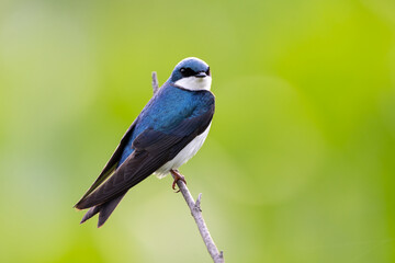 tree swallow