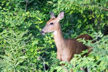deer in the forest