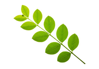 Obraz premium Green leafy branch isolated on transparent background
