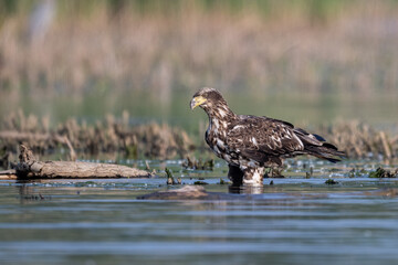 juvenile bald eagle in marsh
