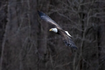 american bald eagle in flight with forrest background