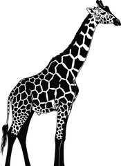 Giraffe Silhouette Vector Illustration in Black and White, Tall Animal with Polygonal Spots and Long Neck for Wildlife Design Use