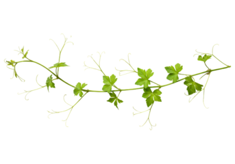 Vine with delicate green leaves isolated on transparent background