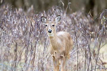 deer in the forest