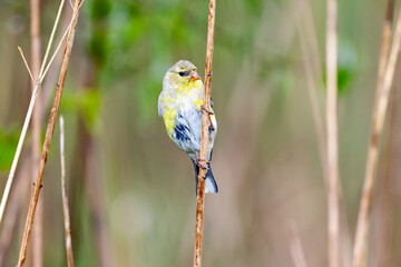 american goldfinch 