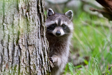 raccoon on a tree
