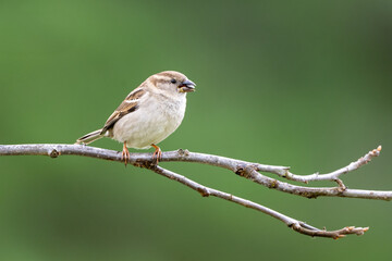 house sparrow