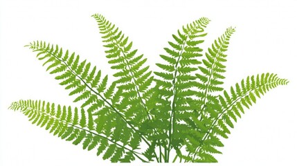 Green fern leaf isolated on white background with botanical details