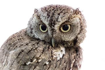 eastern screech owl