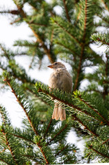 house sparrow on pine tree
