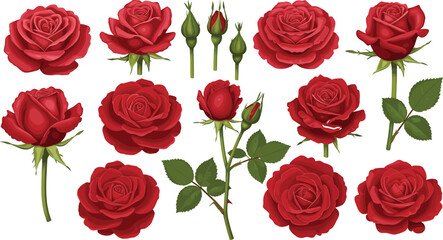Collection of realistic red roses and rosebuds with green stems and leaves isolated on a white background for design