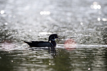 wood duck silhouette 