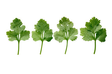 Close-up of four fresh cilantro leaves.  Each leaf has a distinctive, slightly serrated,  green edge, arranged in a row against a pure black background