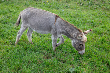 Gray Donkey Grazing on Green Grass in Pasture Field