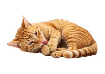 Orange tabby cat licking paw isolated on transparent background