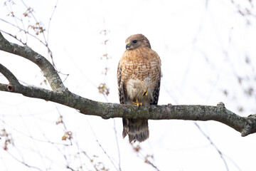 Red-shouldered hawk
