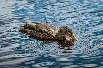 duck in water