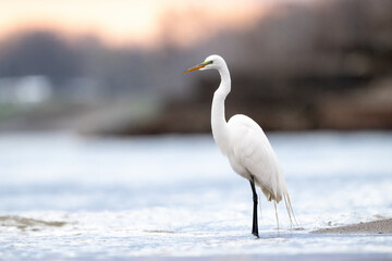 white egret standing in water