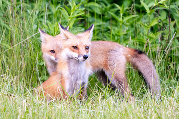 Obraz premium red fox cub