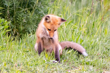 red fox in the grass