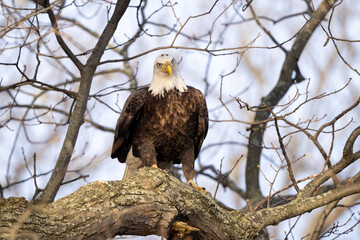 bald eagle in the tree