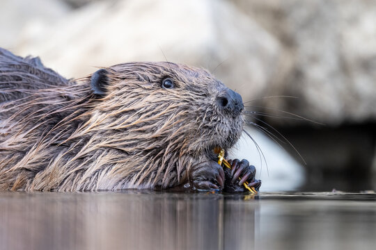 beaver in water eating branch - Powered by Adobe