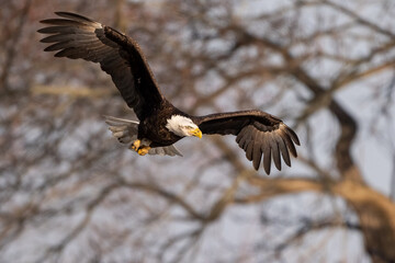 bald eagle in flight